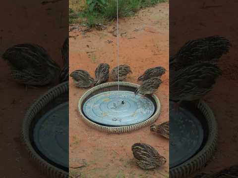 Creative Bird Trap : Most Effective DIY Unique Underground Quail Trap Video #youtubeshorts #shorts