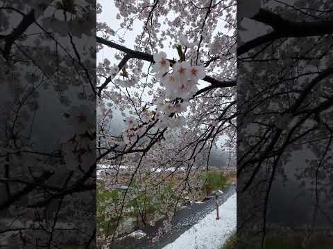 雪降る中の桜🌸