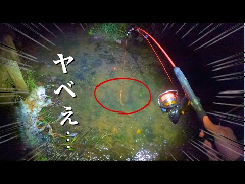 浅い用水路で釣りしたらエイリアンみたいなヤバい生物が喰いついてきたんだがッ！！？