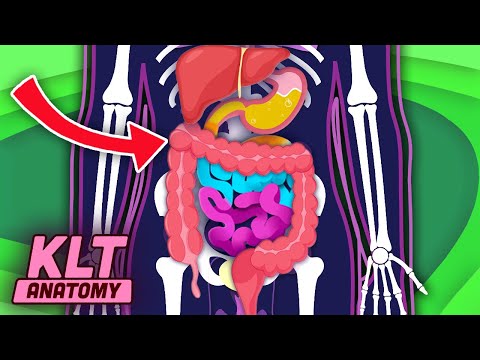 Exploring YOUR Digestive System! | KLT Anatomy