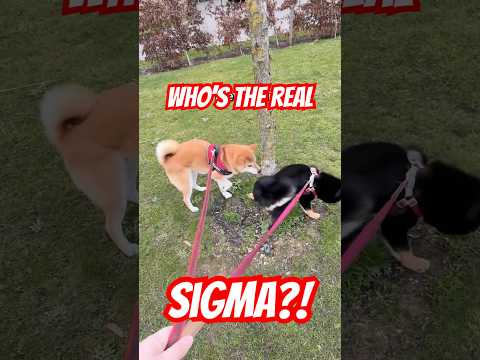 sigma vs alpha - which shiba will win the territory?  #sigma