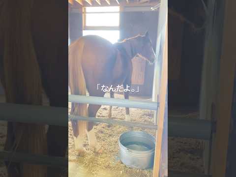 変顔お願いします！#坊っちゃん #フィニッシュライン #変顔 #horse