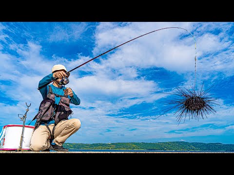 Sea urchin fishing at a breakwater with too many fish