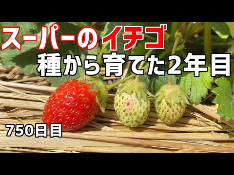 How to grow strawberry from seeds (2nd year)