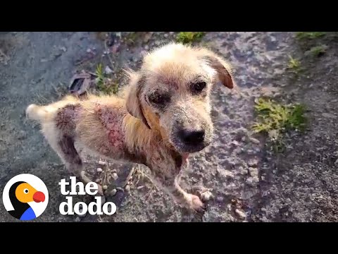 Mangy Street Dog Turns Into A Golden Retriever | The Dodo