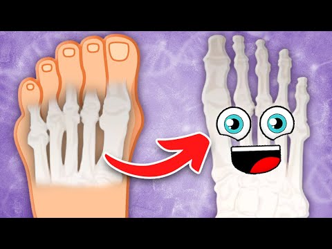 There Are 26 Bones In YOUR Foot! | The Human Foot Song | KLT Anatomy