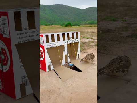 Amazing Creative Unique Underground Quail Trap Using Cardboard Box #shortsvideo