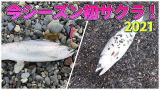 【北海道サクラマス2021】道南日本海：今シーズン初サクラが咲きました！