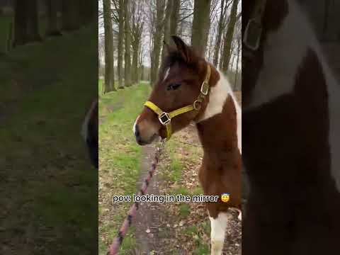 She is #scared of #bulls #shortvideos