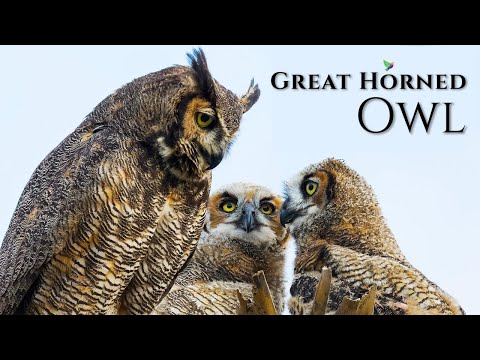 The Best Owl Sounds🦉The Great Horned Owl Call🎶| Male and Female