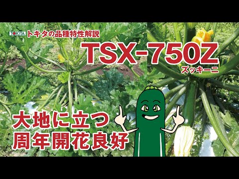 【ズッキーニ栽培事例】ズッキーニ大地に立つ！　葉柄が下向きになり樹を支える年間を通して雌花、雄花が安定的に着生する「TSX-750Z」ズッキーニ　品種紹介　周年栽培