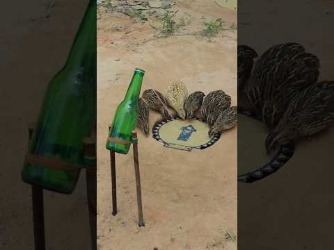 Creative DIY Technique for Building an Underground Quail Trap Using Bottle and Cardboard #shorts