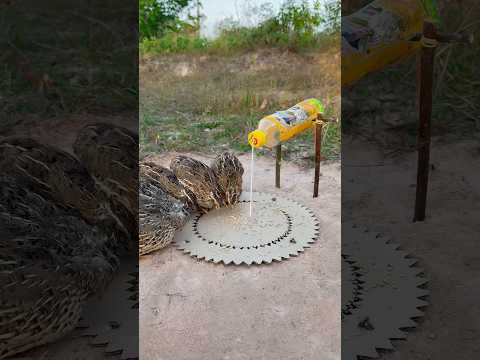 really Good underground bird trap using paper and bottle plastic #shorts