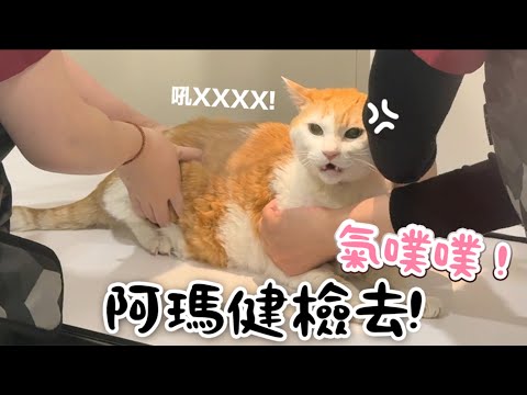 【黃阿瑪的後宮生活】阿瑪健檢去！檢查過程氣噗噗！