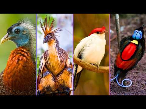 Top 8 Strangest Birds in the World