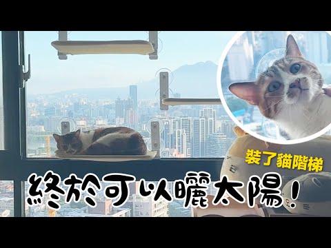 【黃阿瑪的後宮生活】終於可以曬太陽！裝了貓階梯！