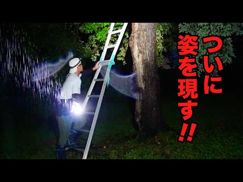 大雨の夜、巨大クワガタが姿を現した