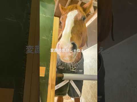 変顔の気分じゃねぇ。からの？ #坊っちゃん #フィニッシュライン #引退競走馬 #乗馬