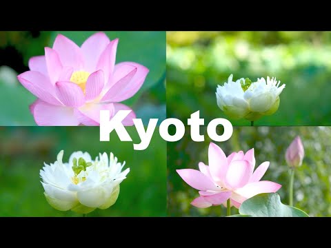 Kyoto🌼Early morning Visit to see Lotus Flowers/Kyoto Sightseeing/Temple decorated with Flowers