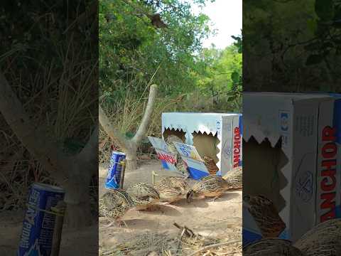 Creative Bird Trapping With Cardboard - Quail Trapping #youtubeshorts #techniqueuniquetrap #shorts