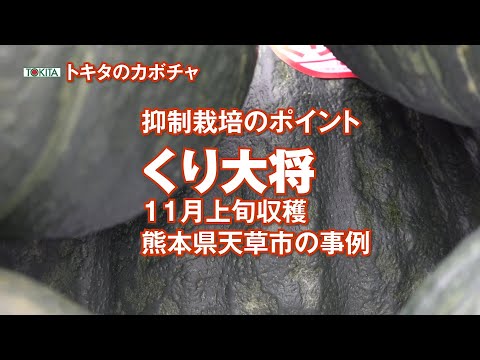 【カボチャ8月まきの抑制栽培】くり大将  の抑制栽培で11月収穫の直前まで樹勢を保つ栽培管理のポイント 冬至かぼちゃ　熊本県天草市の事例で説明　トキタ種苗