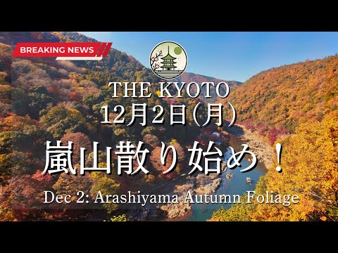 The maple leaf situation in Arashiyama on December 2 (Monday)