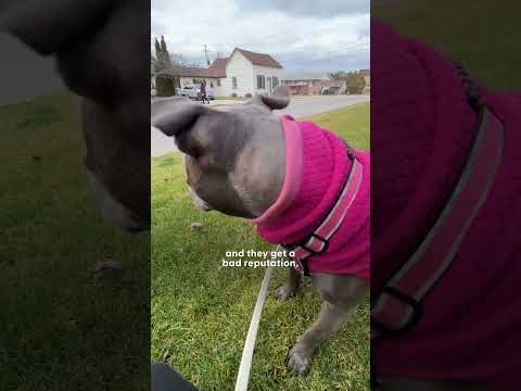 This Pittie Is Superglued To Her Mom's Chest | The Dodo