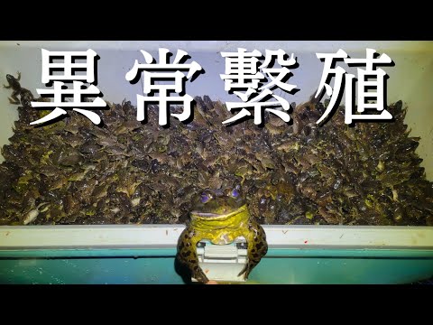 I caught 10,000 bullfrogs in 4 years, but I still managed to catch 3,281! It's amazing! [Lake Biw...