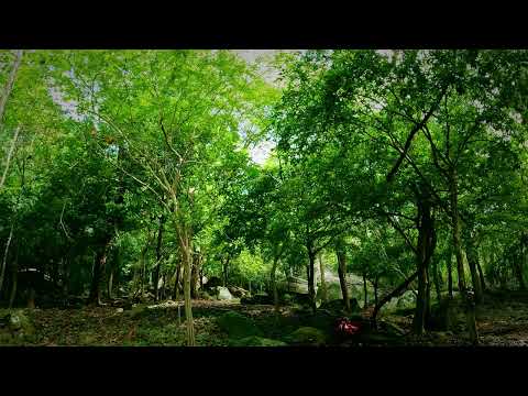 Deep Jungle Meditation: Campfire Serenity with Birdsong