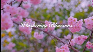 Whispering Blossoms/春を告げる桜の囁き・桑田山雪割桜