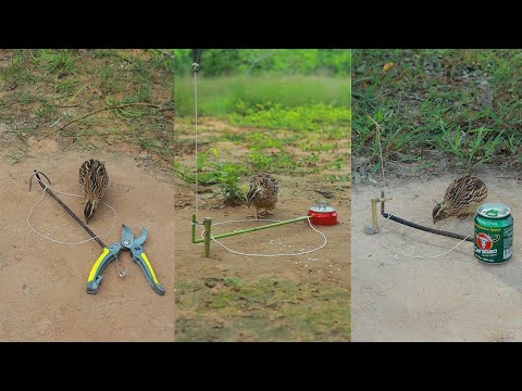 Best Unique More Creative DIY Quail Trapping Technique With Wood