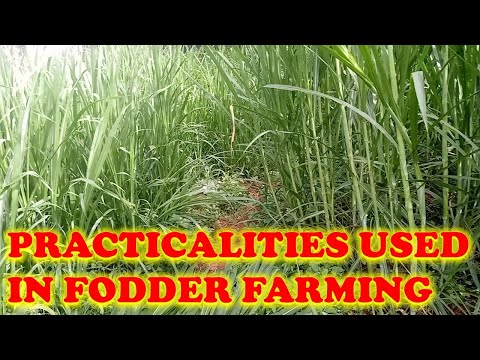 Practicalities used in fodder farming