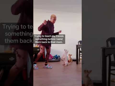 The JJandSnowShow: teaching my friends how to do it 💃🏾 🐩 🐕 🎶 #yorkie #bichonfrise #dogshorts