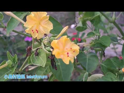 黃花紫茉莉 Mirabilis jalapa mhp4011 sept2024