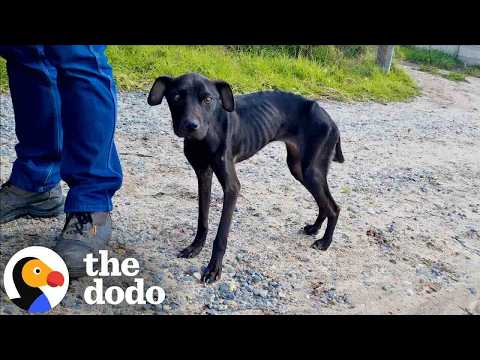 Skinny Dog Who Was Eating Trash To Survive Is SO Cute Now | The Dodo