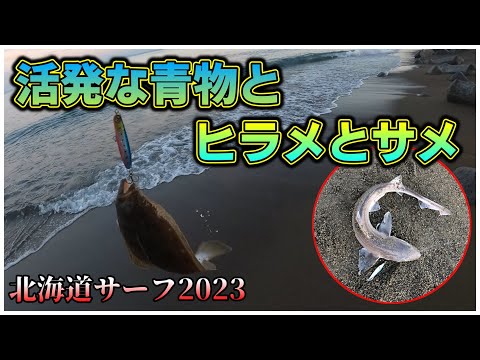 【北海道サーフ2023】木古内知内方面：活発な青物と存在が薄くて全然釣れない鮭！