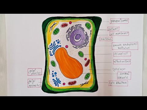 how to draw a plant cell//cèlula vegetal//plant cell diagram easy //diagram for class 10th