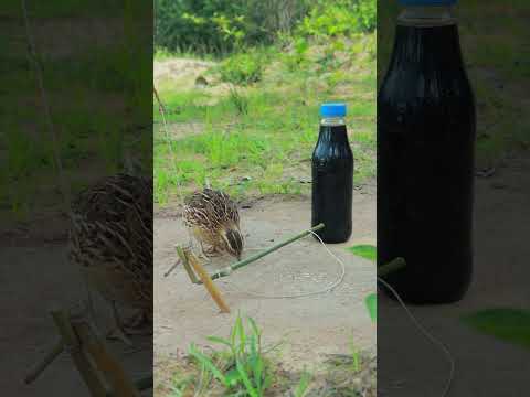 Really Quick Quail Trap Creative #shortvideo