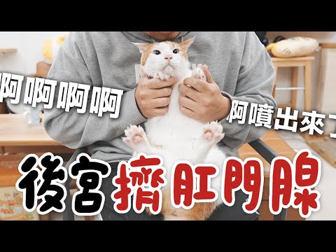 【黃阿瑪的後宮生活】後宮擠肛門腺！噴出來了啊啊啊啊！