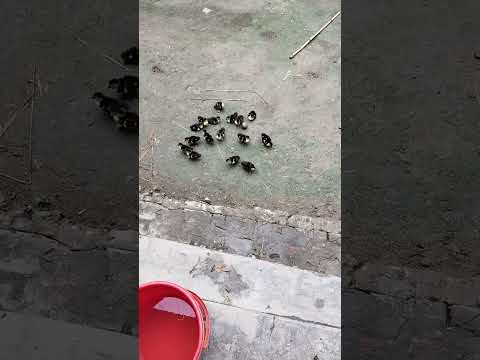 baby duck in village life is romantic tale Hollywood