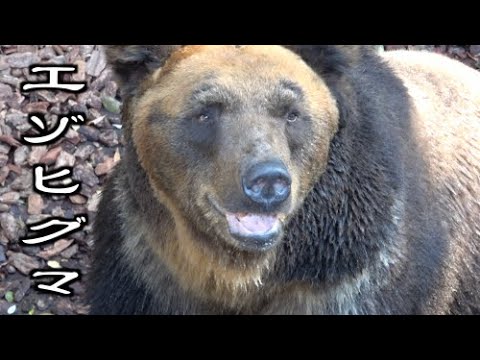 エゾヒグマ　世界最強レベルの猛獣