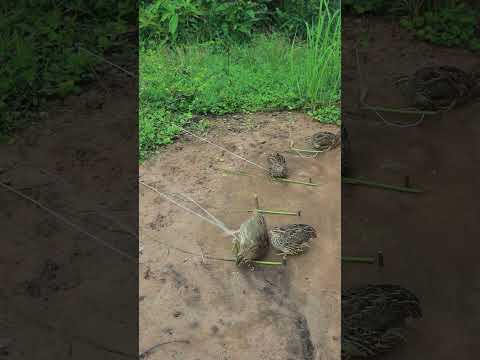 Primitive Quail Trapping Technique #birds #shortvideo #youtubeshorts