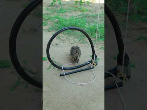 Creative Amazing Technique Quail Trap That Works 100% #birdtrap #shorts #ytshorts