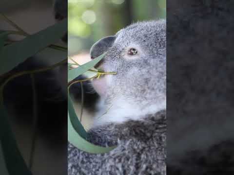 Cutest Wild Animals 🐨 Australian Koalas #shorts #oliverandlucas