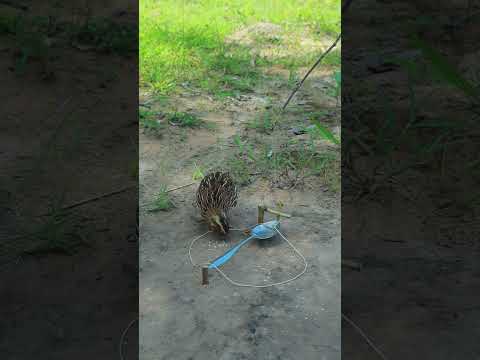 Creative DIY Quail Trap Using Spoon #shorts #ytshorts #shortvideo