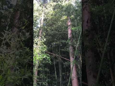 Blowing, cheeking with bamboos #森の音 #nature #calm #birds