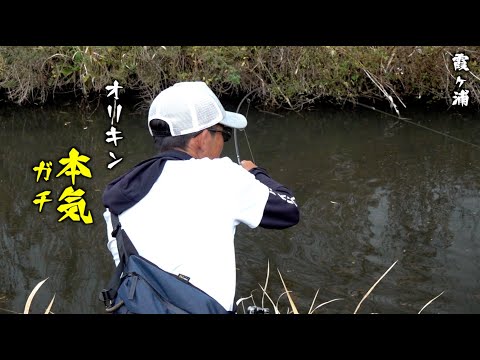 秋の霞ヶ浦おかっぱりリベンジ！オリキンの本気【カエル喰いバス】