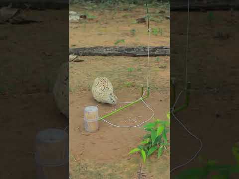 Quail Trap Techniques #shortvideo #shorts #birds