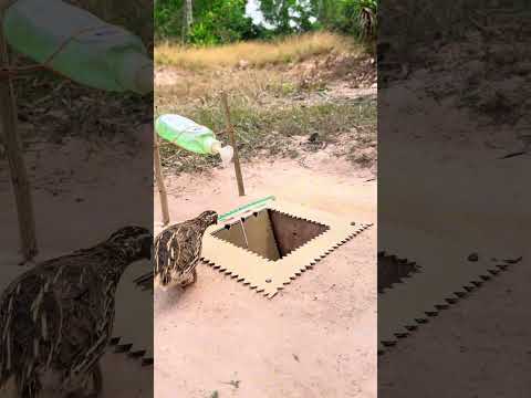 Really creative unique underground quail trap - best bird trap #shortsvideo