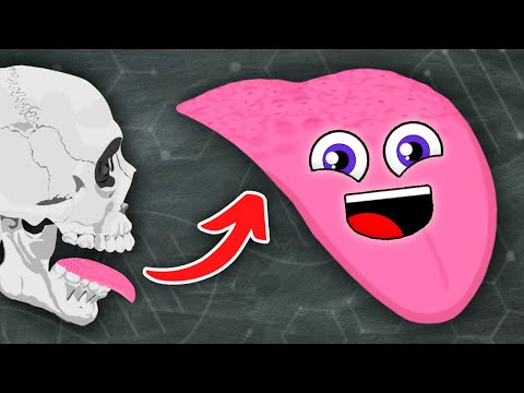 The Tongue Tastes Food! | KLT Anatomy